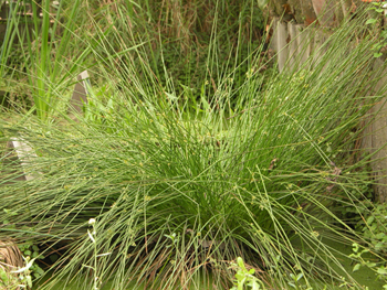 ���Ĳ�Juncus effusus L.