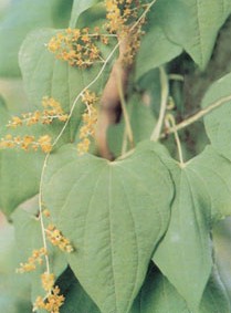 �����ZDioscorea septemloba Thunb.