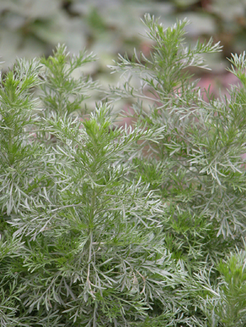 �����Artemisia capillaris Thunb��