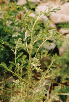 ����Artemisia scoparia Waldst. Et Kit.