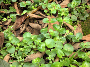 ��·��Lysimachia christinae Hance