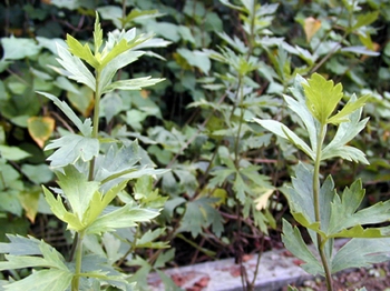 ��ͷAconitum carmichaeli Debx.