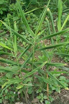 ��Zingiber officinale Rose��