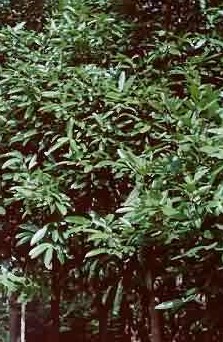 ���Cinnamomum cassia Presl