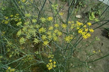����Foeniculum vulgare Mill��