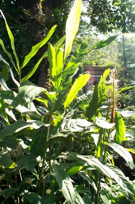 ������Alpinia officinarum Hance