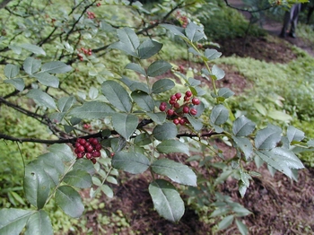 ����Zanthoxylum bungeanum