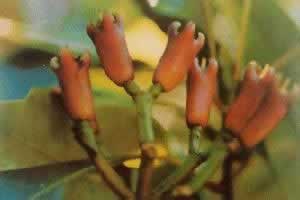 ����Eugenia caryophyllata Thunb��
