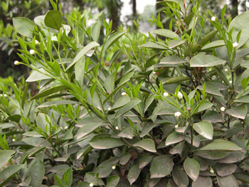 ��Citrus reticulata Blanco