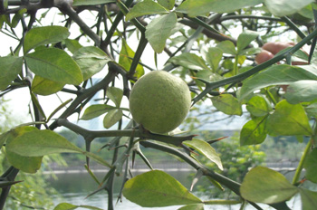 ���Citrus aurantium L.
