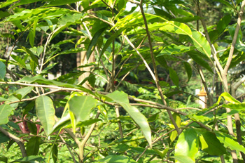 ��ľ��Aquilaria sinensis (Lour.) Gilg.