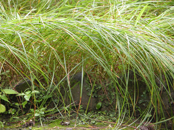 ɯ��Cyperus rotundus L.