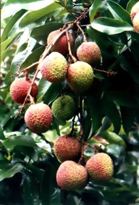 ��֦Litchi chinensis Sonn��