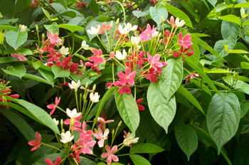 ʹ����Quisqualis indica L��