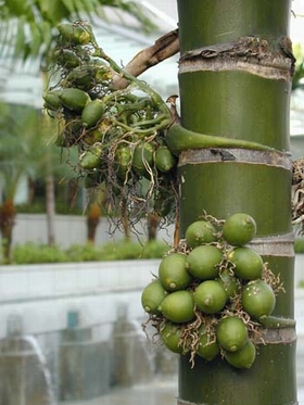 ����Areca catechu L.