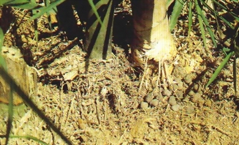 ����Omphalia lapidescens Schroet.
