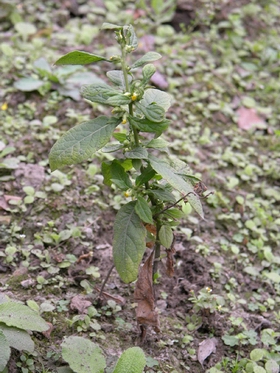������Carpesium abrotanoides L.