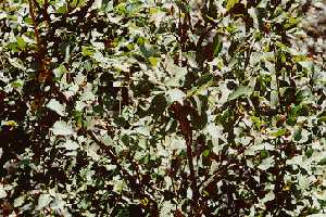 �����Ulmus macrocarpa Hance