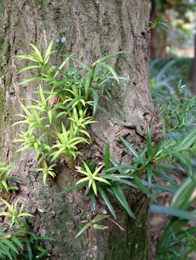 �Torreya grandis Fort.