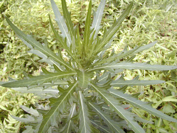 ��Cirsium japonicum DC��
