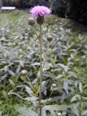 �̶���Cirsium setosum (Willd��) MB��