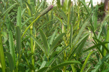 ����Sanguisorba officinalis L.