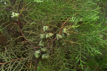 ���Platycladus orientalis (L��) Franco