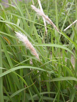 ��éImperata cylindrica Beauv��Var��Major (Nees) C.E.Hubb.