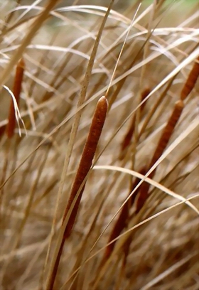 ˮ������Typha angustifolia L��