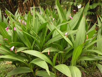 �׼�Bletilla striata (Thunb.) Reichb.f.