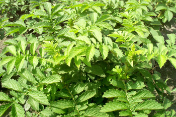 ������Agrimonia pilosa Ledeb��