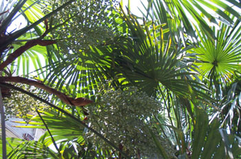 ���Trachycarpus fortunei (Hook��F��) H��Wendl��