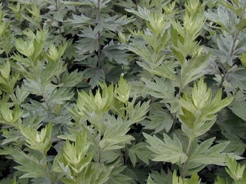 ��Artemisia argyi Levl.et Vant.