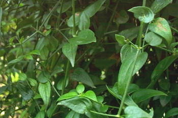 ���Rubia cordiflia L.