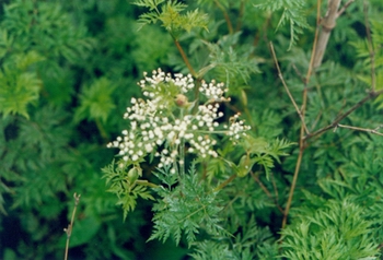 ��ܺLigusticum chuanxiong Hort��