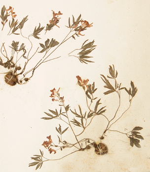 �Ӻ���Corydalis yanhusuo W.T.Wang