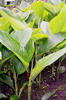 ������Curcuma wenyujin Y��H��Chen et C��Ling