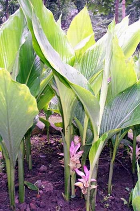 ����Curcuma longa L��