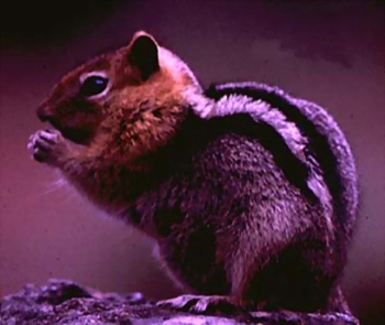 ��������Trogopterus xanthipes Milne Edwards