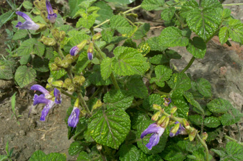 ����Salvia miltiorrhiza Bge��