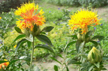 �컨Carthamus tinctorius L.