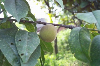 ��Prunus persica (L��) Batsch