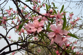 ɽ��Prunus davidiana (Carr��) Franch��