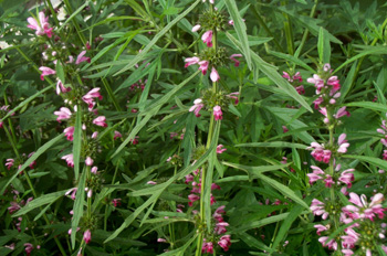 ��ĸ��Leonurus japonicus Houtt��
