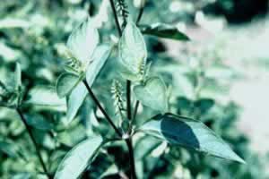 ţϥAchyranthes bidentata Bl��