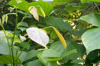 �ܻ���Spatholobus suberectus Dunn