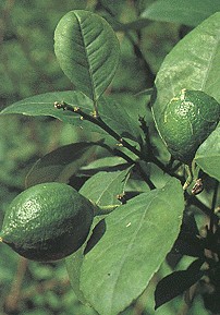 ����Citrus medica L.