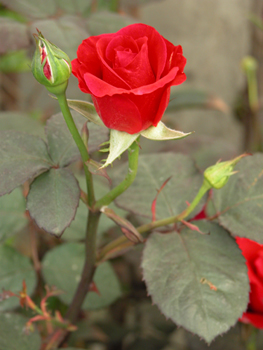 õ��Rosa rugosa Thunb.
