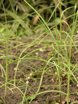 С����Allium��macrostemon��Bge.