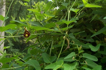 ������Aristolochia debilis Sieb��Et Zucc��